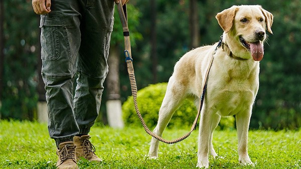 bungee dog leash bungee dog leash